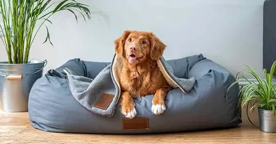 The Ultimate Guide to Washable Beds for Large Dogs: Finding the Perfect Fit